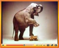 Ever see an elephant stand on a toy and the toy to survive